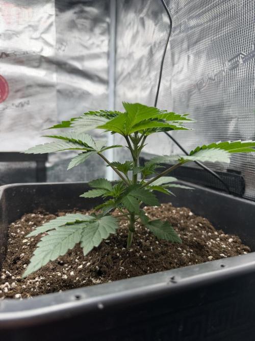First Grow - Kosher Kush Fem/Photo. Week 4