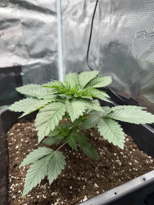 First Grow - Kosher Kush Fem/Photo. Week 4