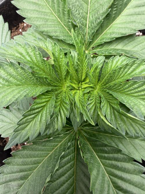 First Grow - Kosher Kush Fem/Photo. Week 4
