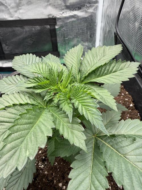 First Grow - Kosher Kush Fem/Photo. Week 4