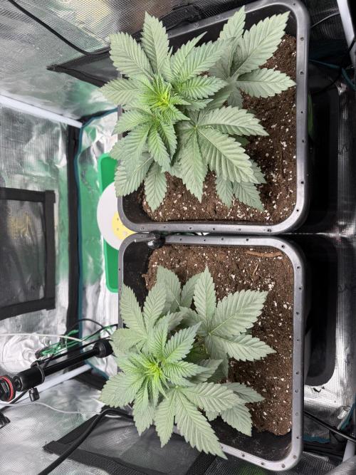 First Grow - Kosher Kush Fem/Photo. Week 4