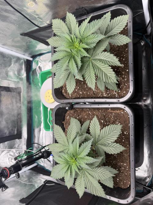 First Grow - Kosher Kush Fem/Photo. Week 4