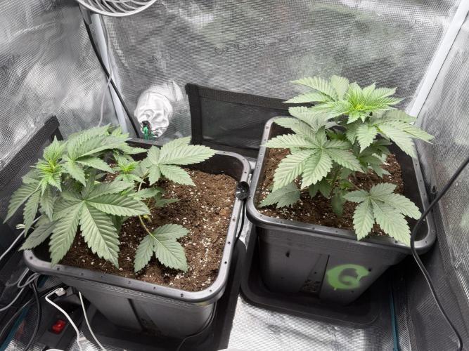 First Grow - Kosher Kush Fem/Photo. Week 4 - Did the LST as planned a couple hours ago.