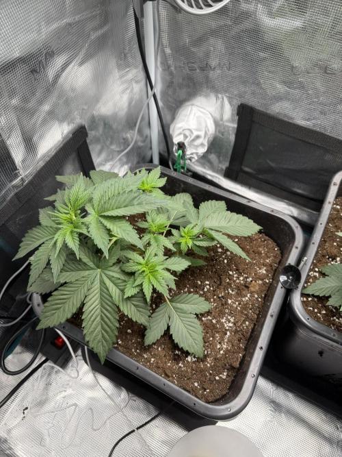 First Grow - Kosher Kush Fem/Photo. Week 4 - Idk if it’s me or the leafs already recalibrated. 