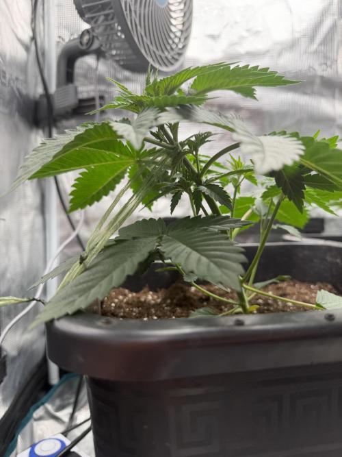 First Grow - Kosher Kush Fem/Photo. Week 4 - Moved fan leafs under fresh nodes.