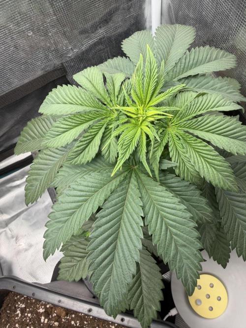 First Grow - Kosher Kush Fem/Photo. Week 5