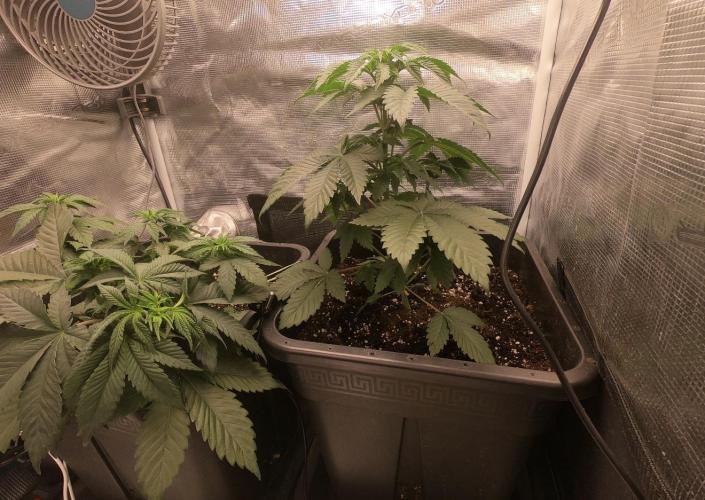First Grow - Kosher Kush Fem/Photo. Week 5 - Added some more ties on the lst plant. 3 days since watering with the solution 