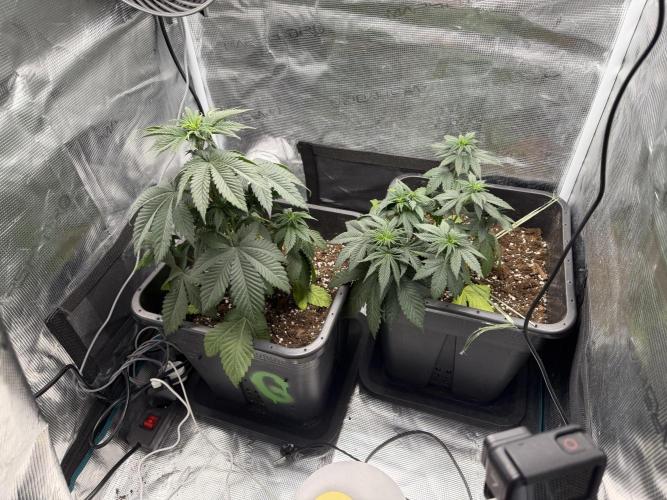 First Grow - Kosher Kush Fem/Photo. Week 5 - Stunned growth for almost a week now. I must have overwatered it badly. 