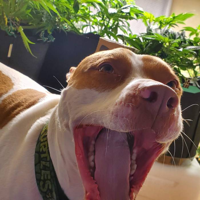 My babies. Week 2 - My buddy is relaxed in his garden.