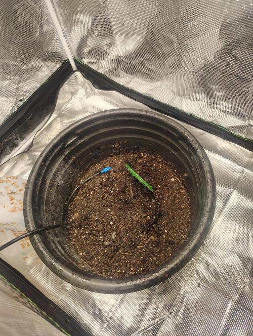 Alpha Grow . Week 0
