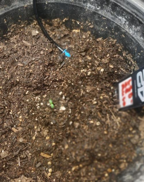 alpha Grow . Week 1