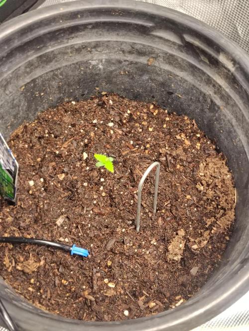 gorilla cookies auto. Week 1 - waiting for the little guy to get bigger so i can start low stress training it!