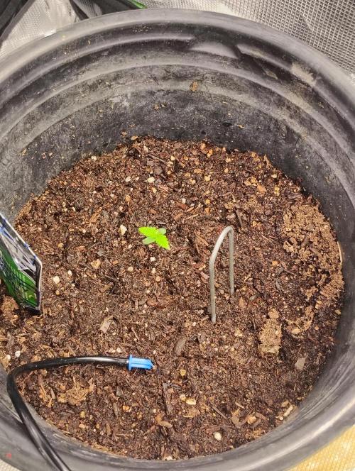 gorilla cookies auto. Week 1 - waiting for the little guy to get bigger so i can start low stress training it!