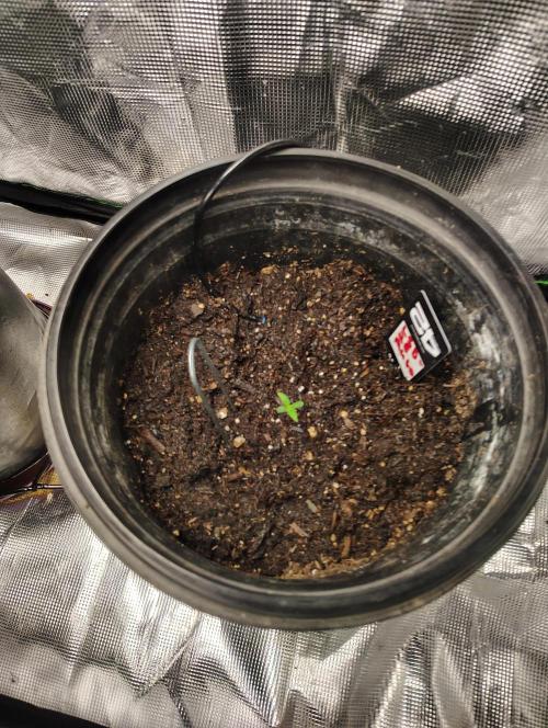 Lsd-25 Auto. Week 1 - at 5 days out from germinating seed and it sprouting looking good i think!