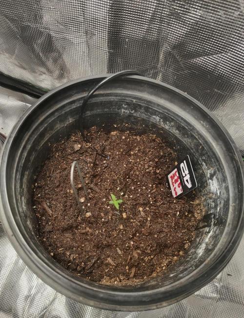 alpha Grow . Week 1