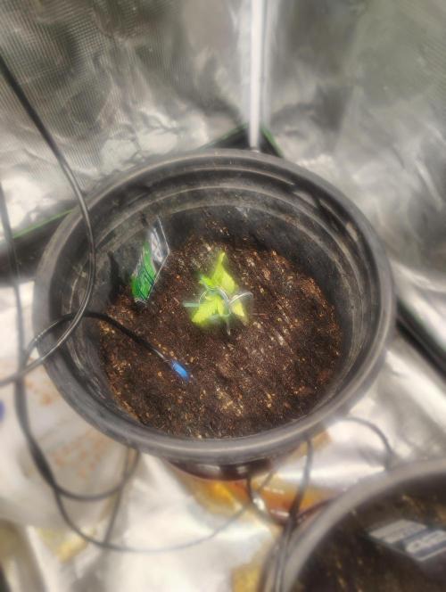 gorilla cookies auto. Week 2 - starting a lil bit of low stress training 