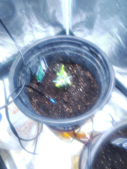 Alpha Grow . Week 2