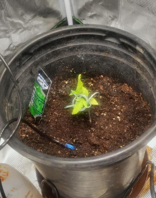 gorilla cookies auto. Week 3
