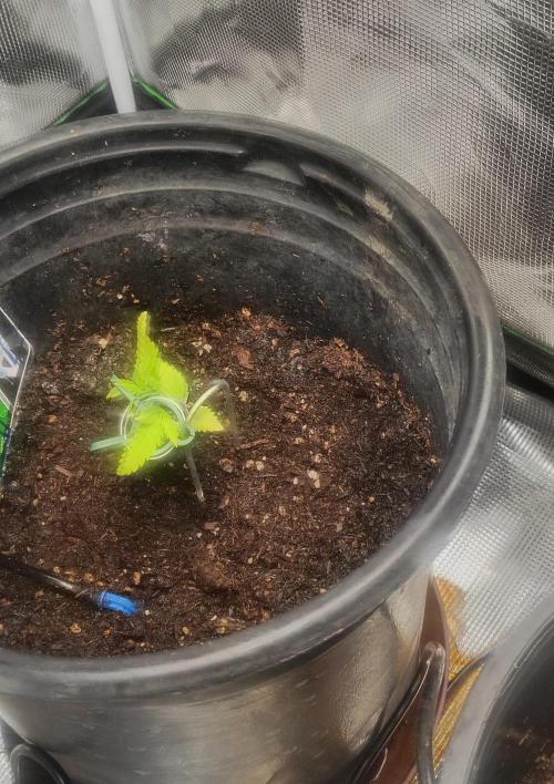 Alpha Grow . Week 3