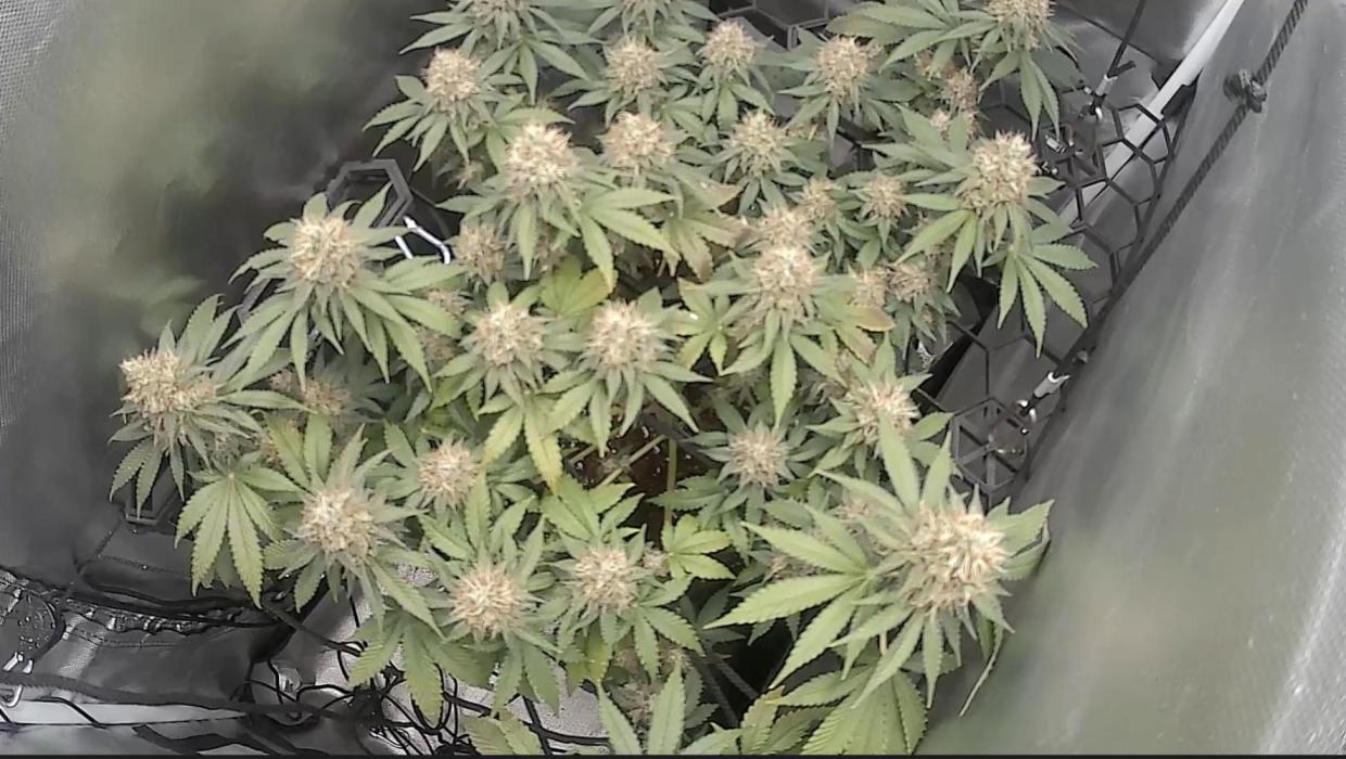 #1 Gelato #45. Week 8