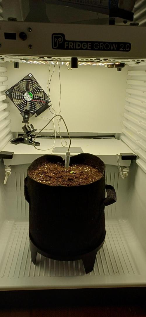 Pineapple Express. Week 1