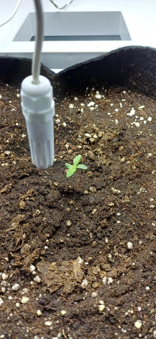 Pineapple Express. Week 1