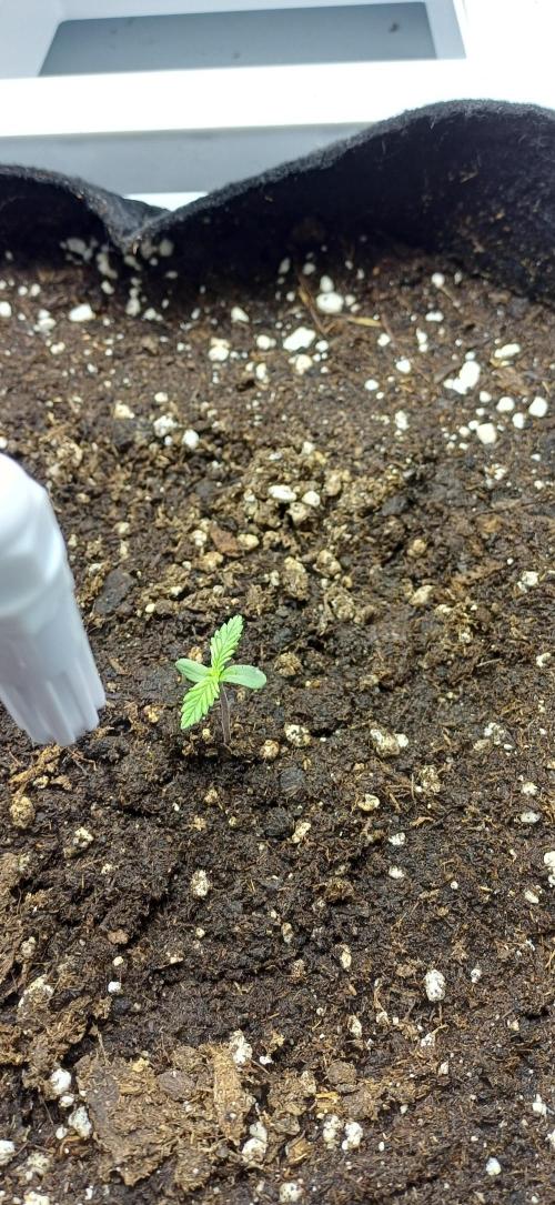Pineapple Express. Week 1