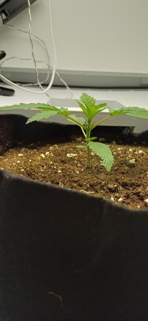 Pineapple Express. Week 2