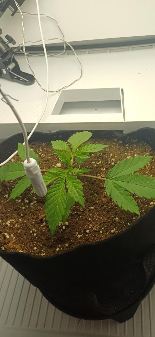 Pineapple Express. Week 3