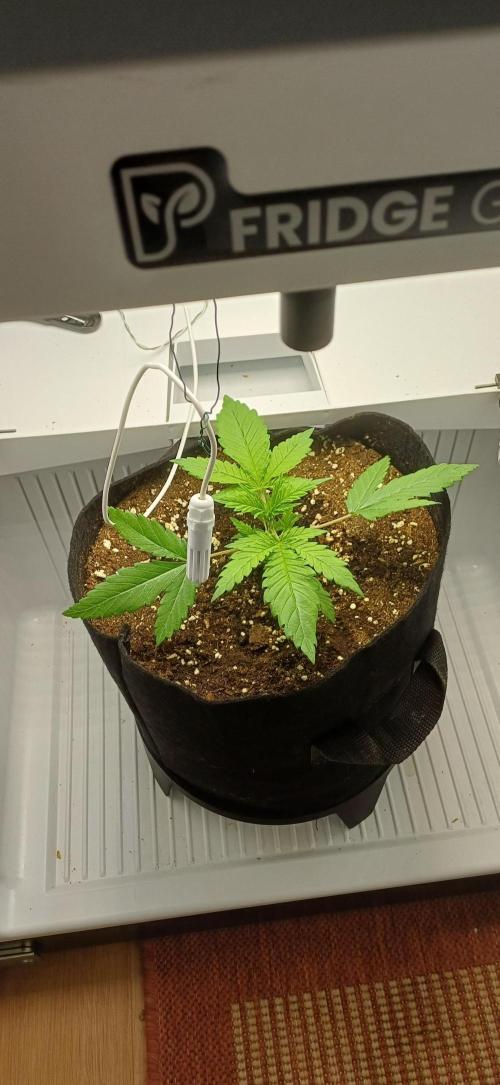 Pineapple Express. Week 3