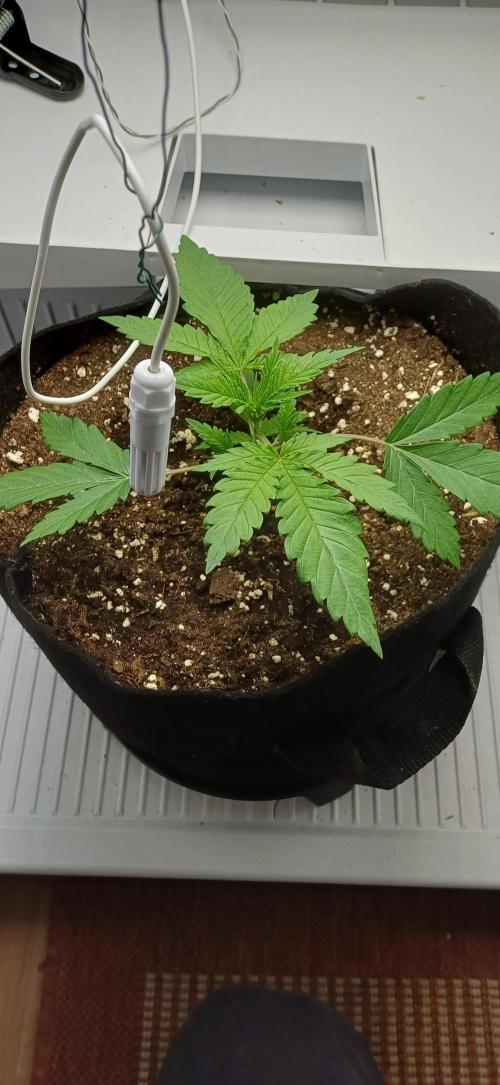 Pineapple Express. Week 3