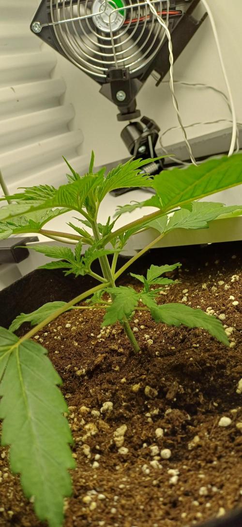 Pineapple Express. Week 3
