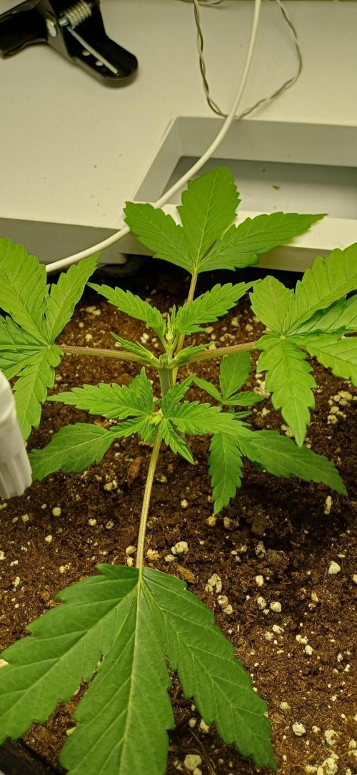 Pineapple Express. Week 3