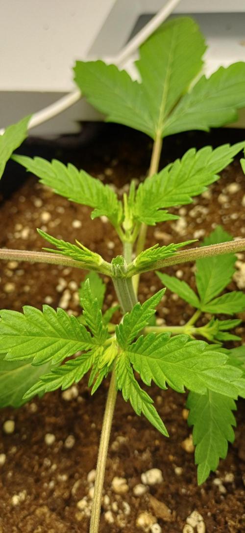Pineapple Express. Week 3