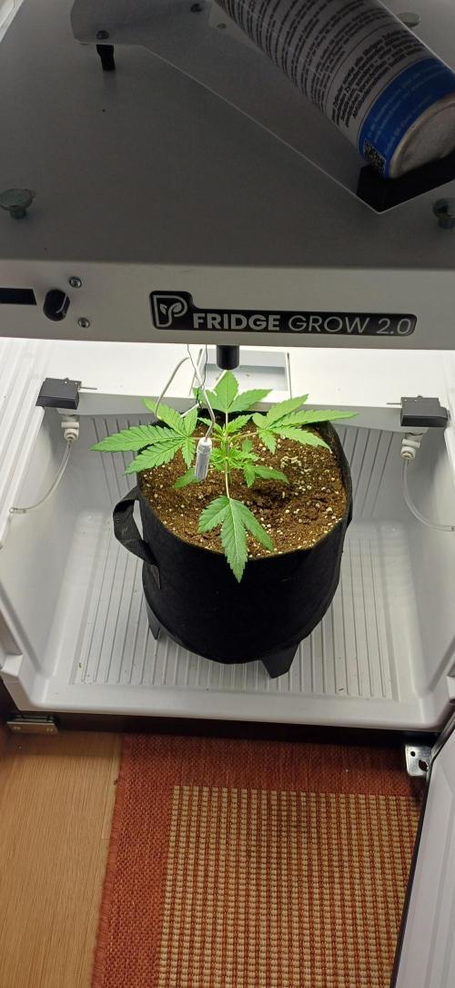 Pineapple Express. Week 3