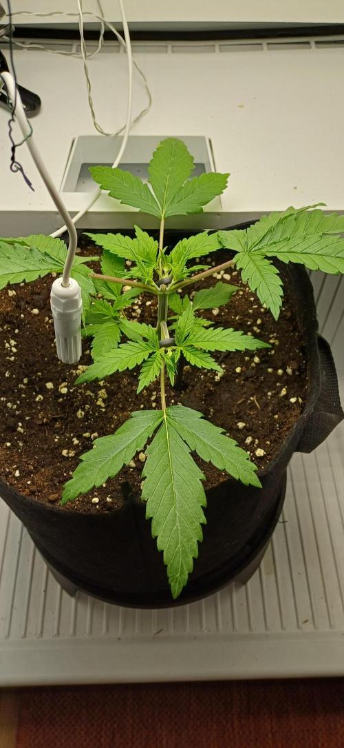 Pineapple Express. Week 3