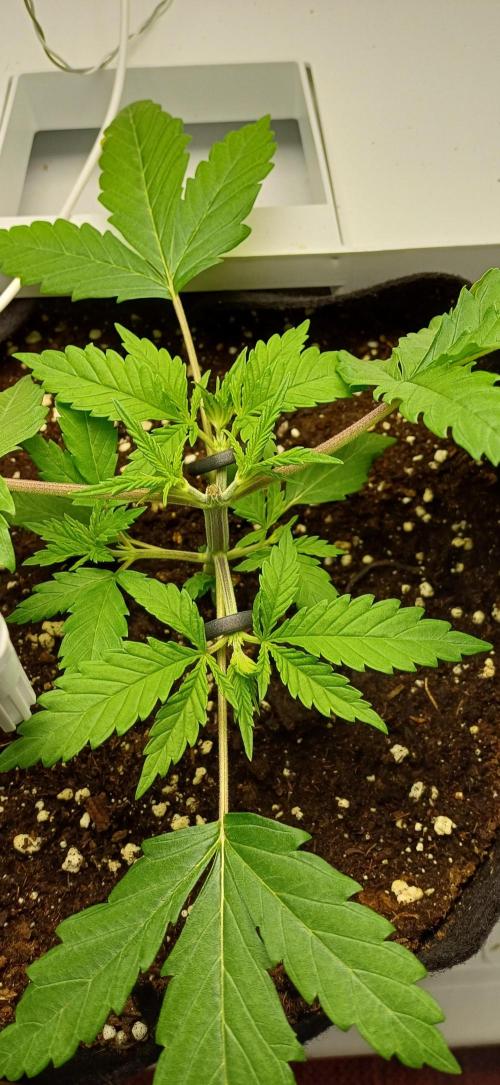 Pineapple Express. Week 3