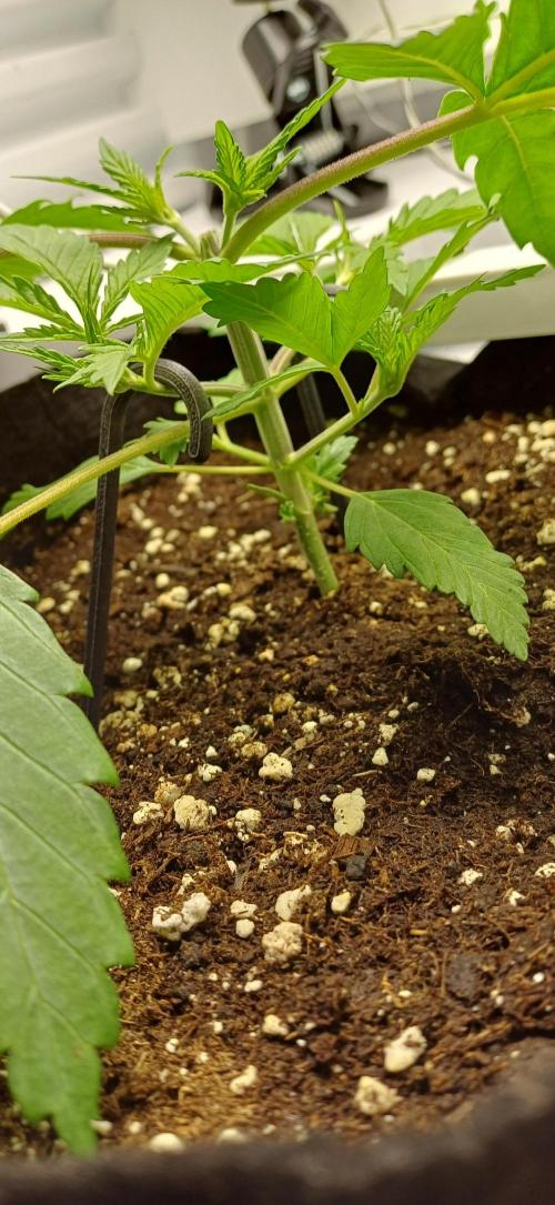 Pineapple Express. Week 3