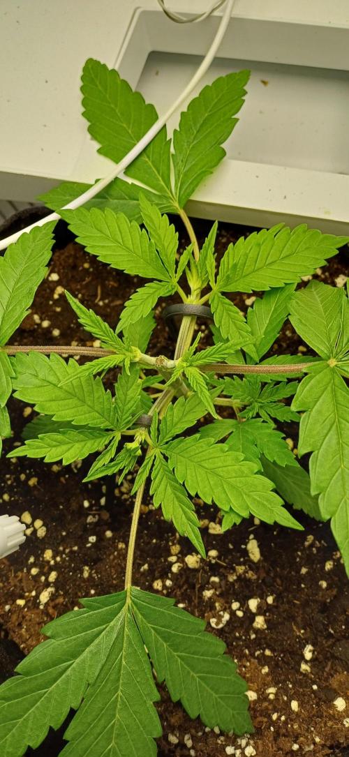 Pineapple Express. Week 2