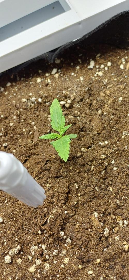 Pineapple Express. Week 2