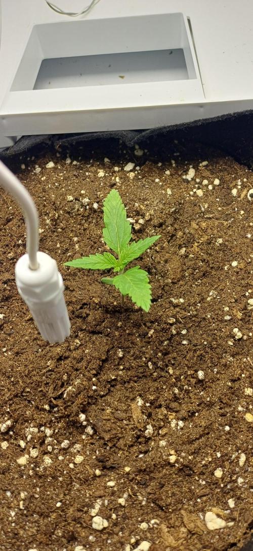 Pineapple Express. Week 2