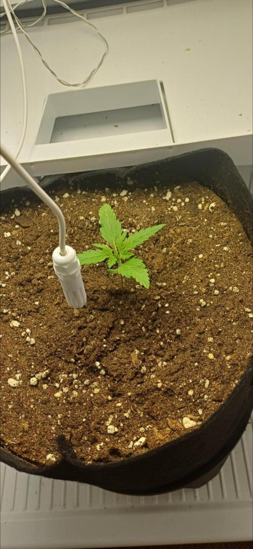 Pineapple Express. Week 2