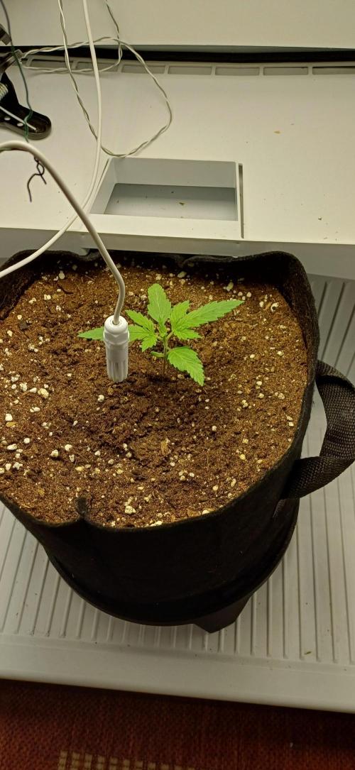 Pineapple Express. Week 2