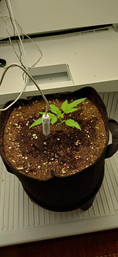 Pineapple Express. Week 2