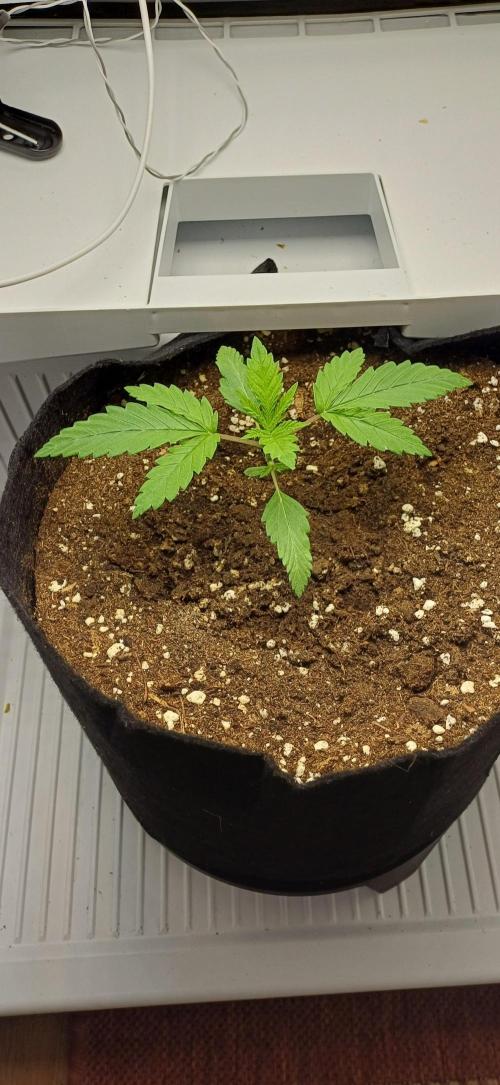 Pineapple Express. Week 2