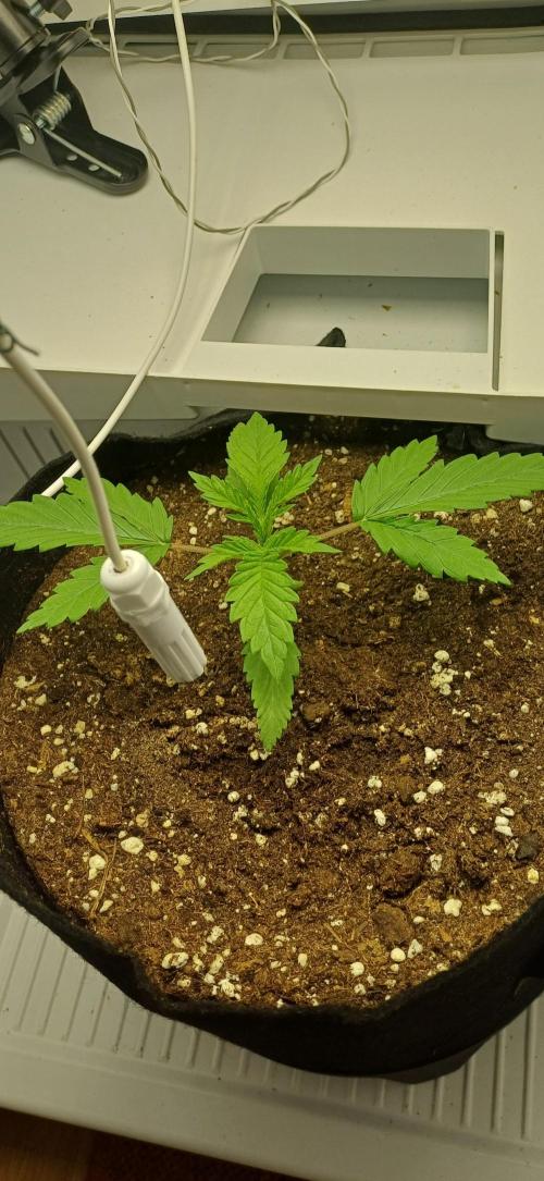 Pineapple Express. Week 2