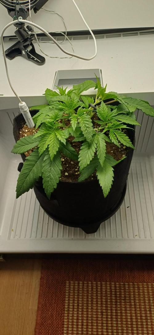 Pineapple Express. Week 4