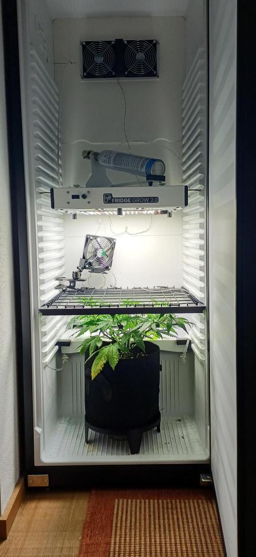 Pineapple Express. Week 5