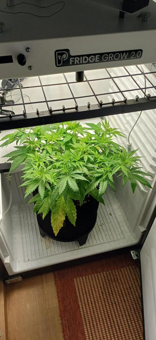 Pineapple Express. Week 6