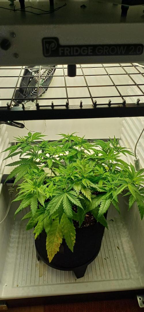 Pineapple Express. Week 6